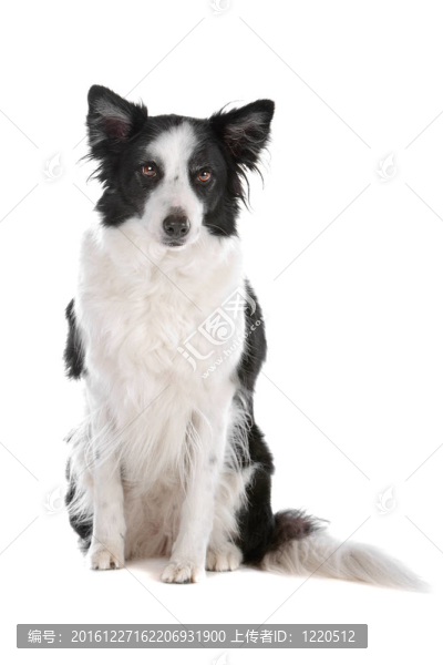 邊境牧羊犬