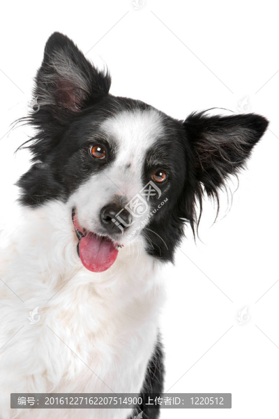 邊境牧羊犬