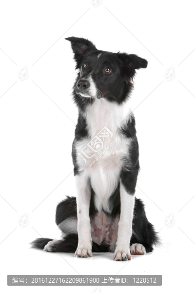 邊境牧羊犬