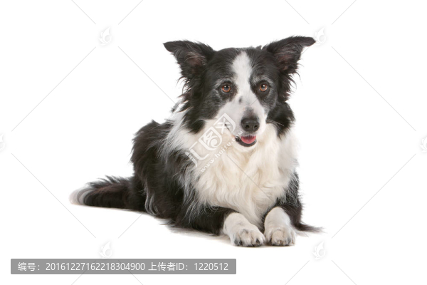 邊境牧羊犬