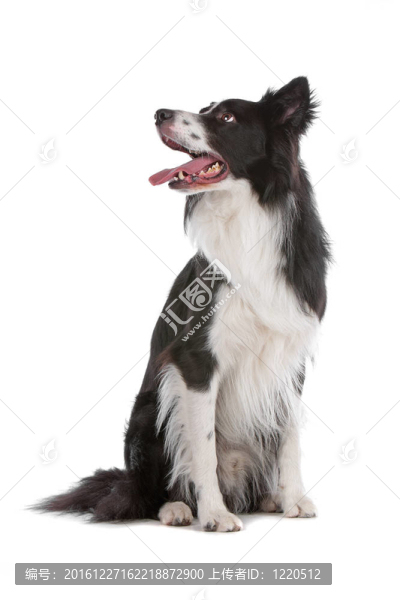 邊境牧羊犬