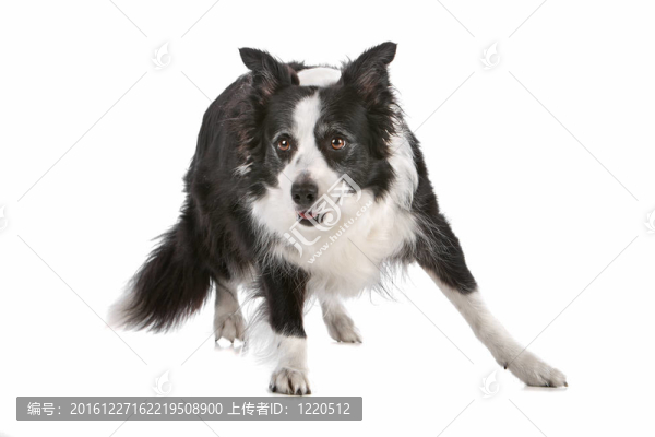 邊境牧羊犬
