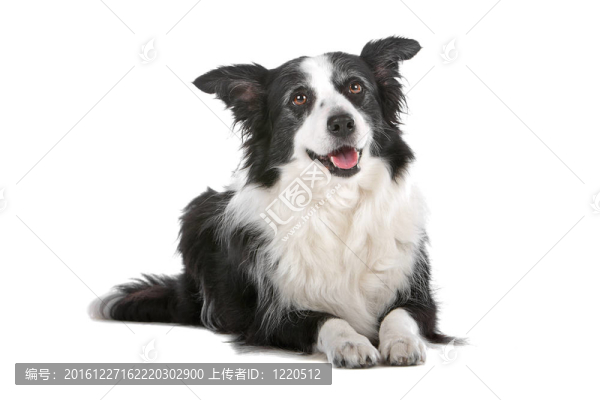 邊境牧羊犬