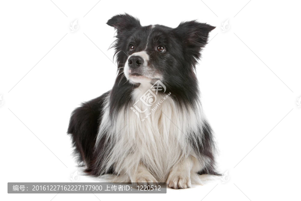 邊境牧羊犬
