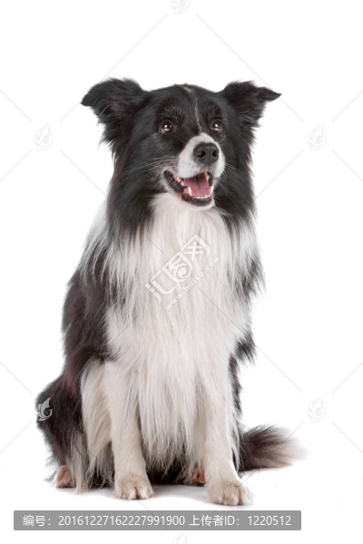 邊境牧羊犬