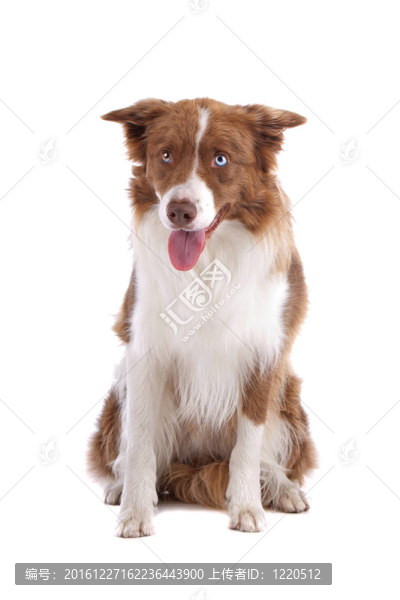 邊境牧羊犬