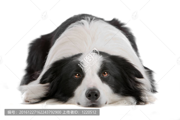 邊境牧羊犬