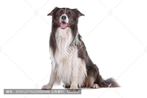 邊境牧羊犬