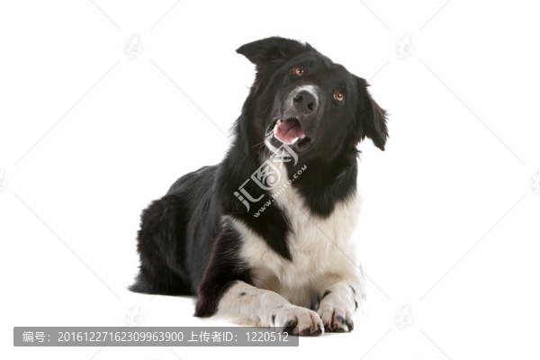 邊境牧羊犬