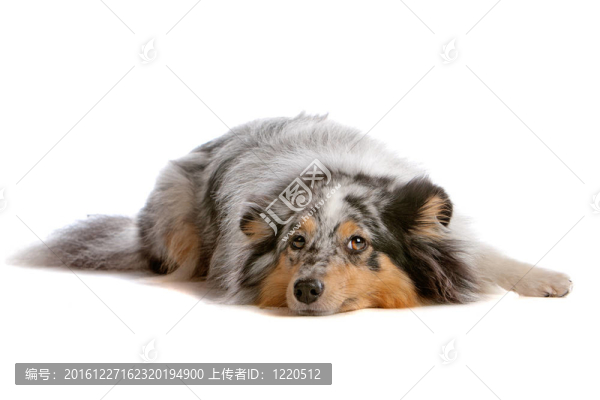 喜樂蒂牧羊犬和牧羊犬