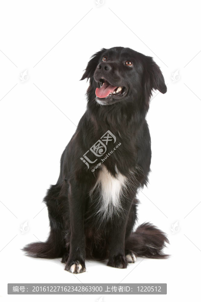 邊境牧羊犬