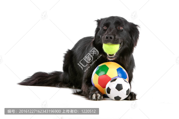 邊境牧羊犬