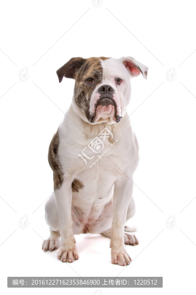 美國斗牛犬