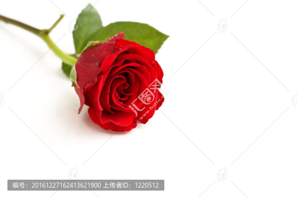 紅玫瑰的激情