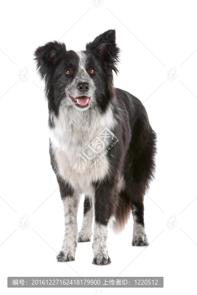 邊境牧羊犬