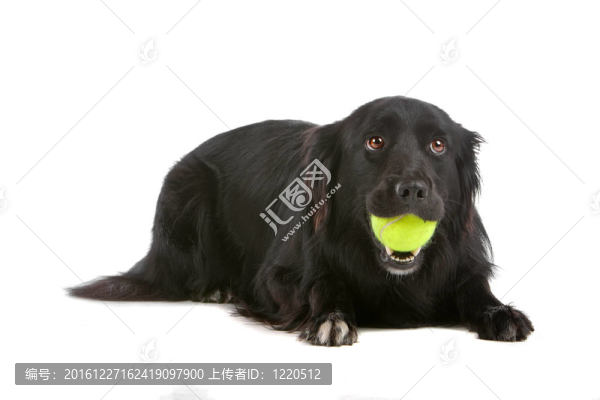 邊境牧羊犬