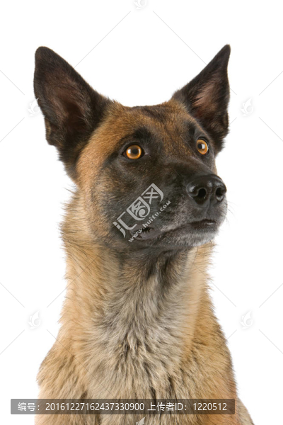 比利時牧羊犬