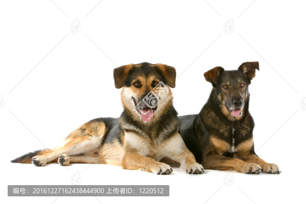 混合品種的狗
