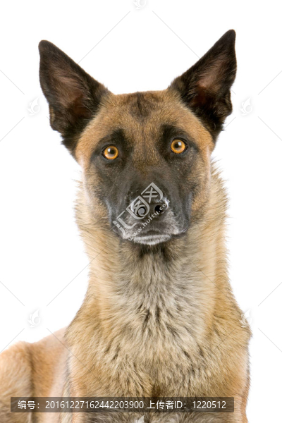 比利時牧羊犬