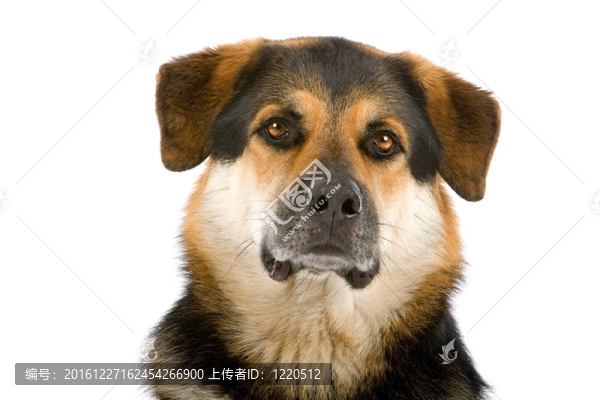 混合品種的狗