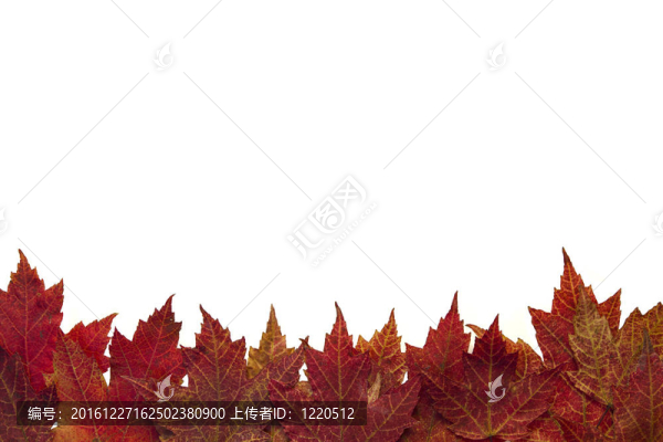紅楓葉