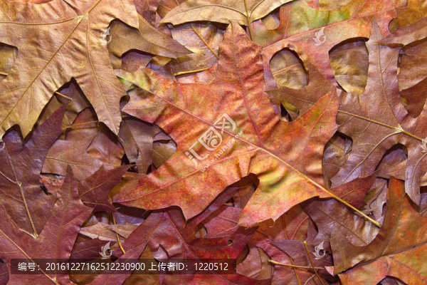 紅櫟秋葉