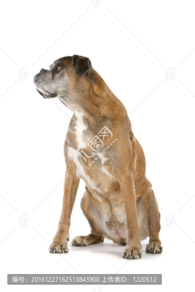 老拳師犬