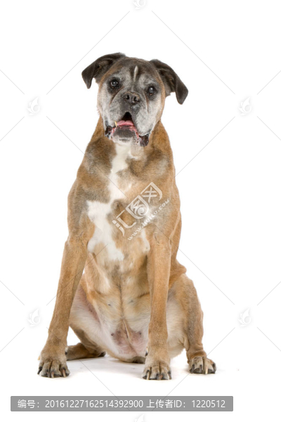 老拳師犬-匯圖網(wǎng) www.fosd68.com 老拳師犬