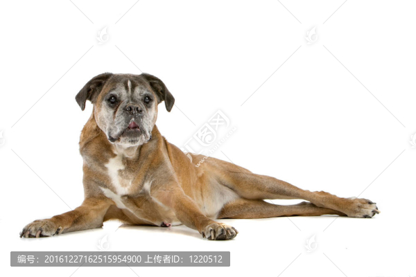 老拳師犬