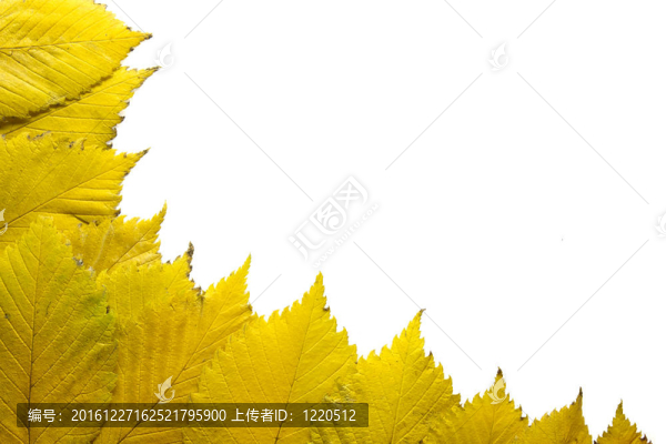 秋天的榆樹(shù)樹(shù)葉