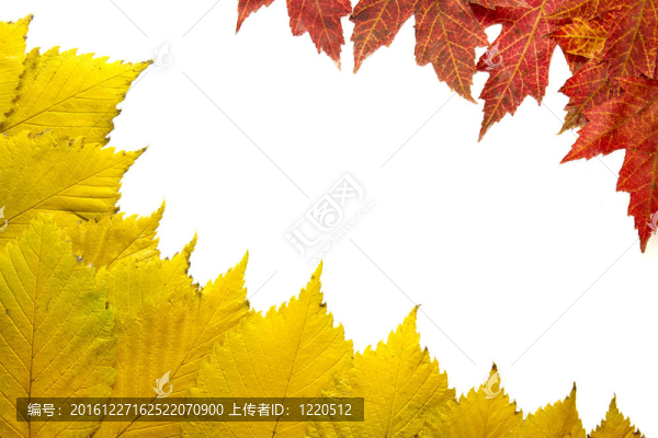 紅楓葉
