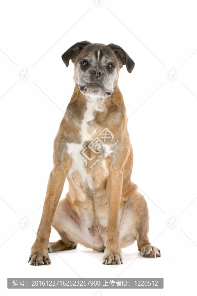 老拳師犬