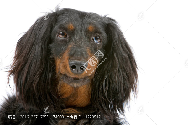 臘腸犬