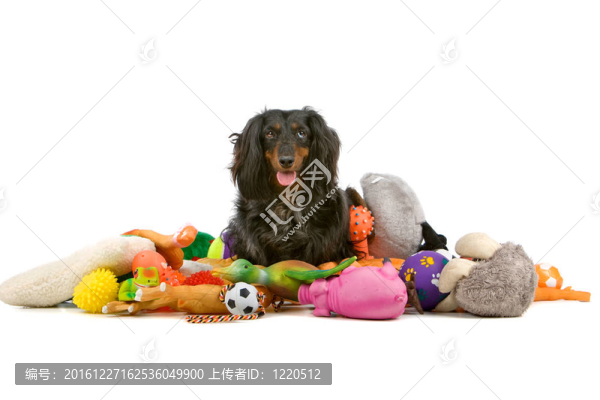 臘腸犬