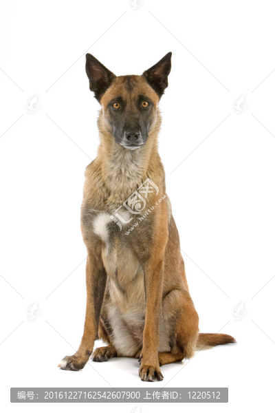 比利時(shí)牧羊犬