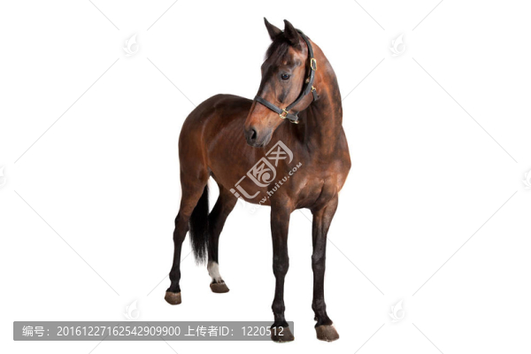 馬