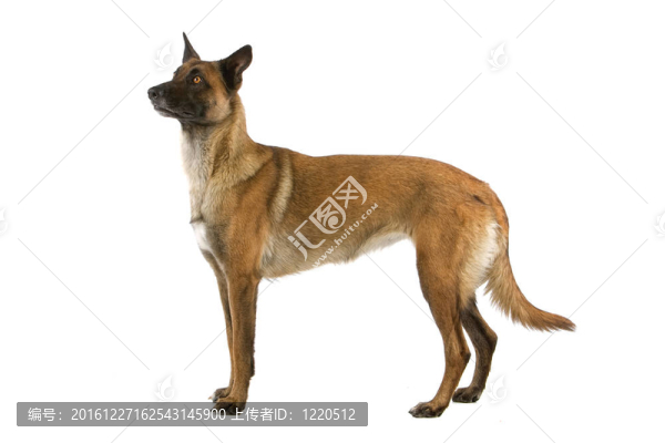 比利時牧羊犬