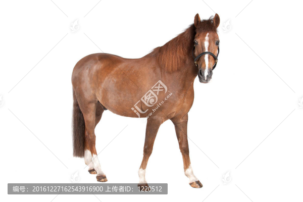 馬