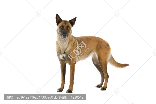 比利時(shí)牧羊犬
