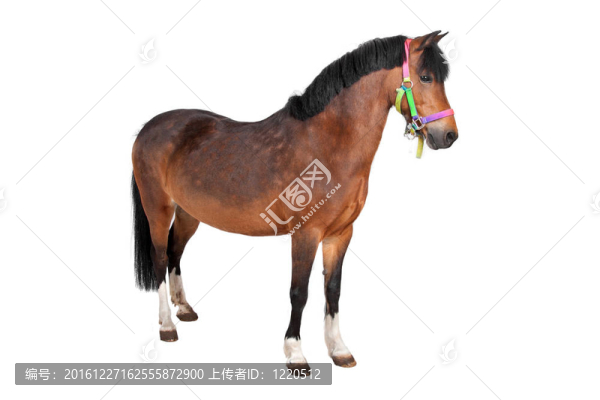 馬