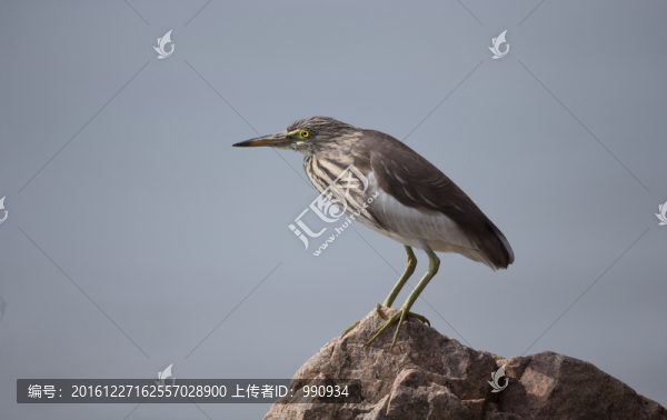 黃葦鶼