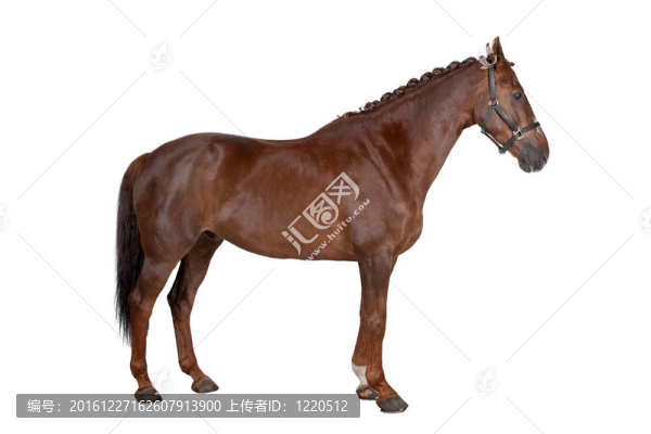 馬