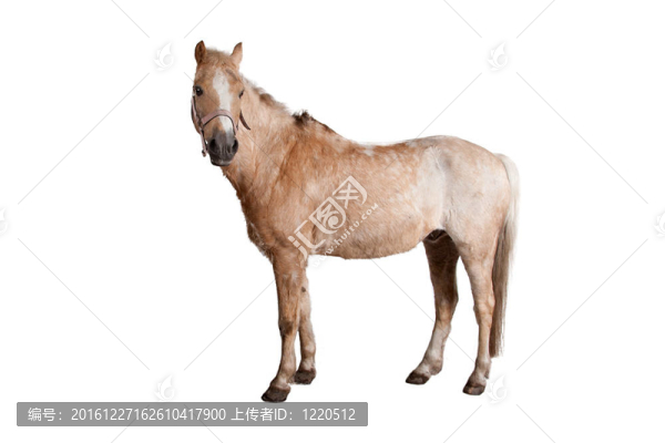 馬