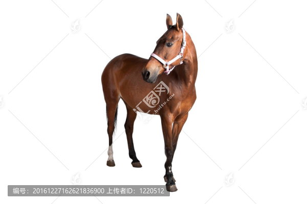 馬
