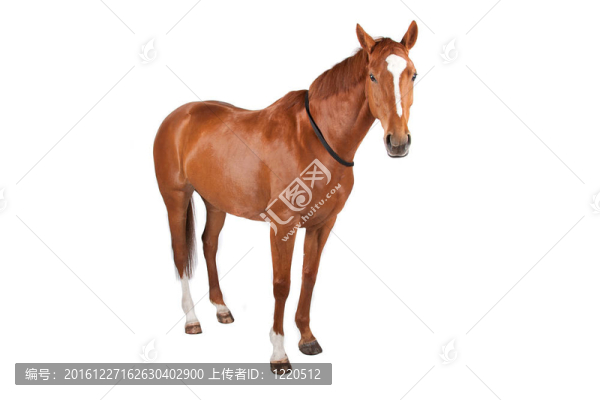 馬