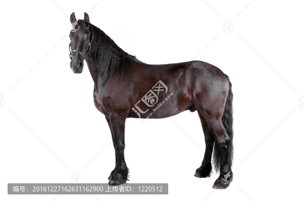 馬