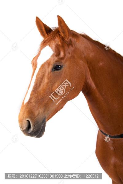 馬