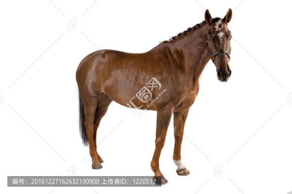 馬