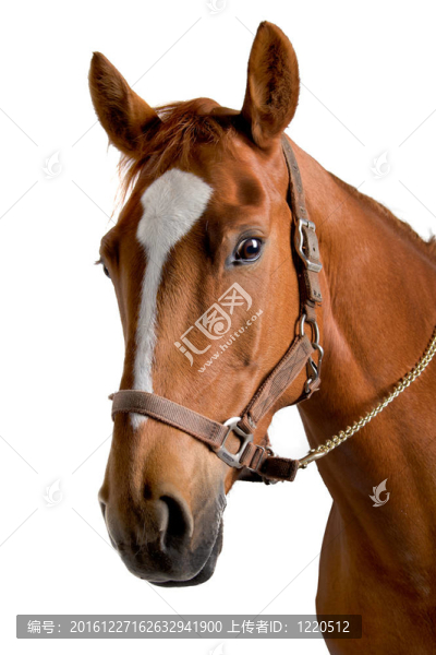 馬