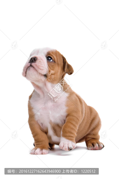 英國(guó)斗牛犬